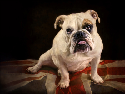 British Bulldog
