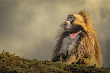 Gelada Monkey