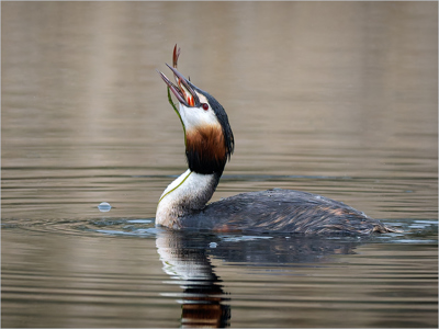 Great Crested Grebe With Fish