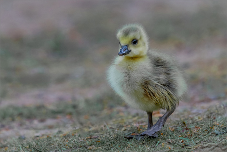 The Lone Gosling