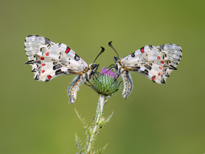 Roosting Eastern Festoons