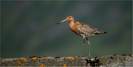 Black Tailed Godwit In Icelandic Summer