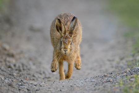 Running Hare