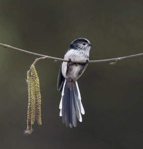 Longtailed Tit With Catkins