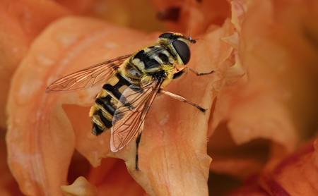 Hover Fly On Lily