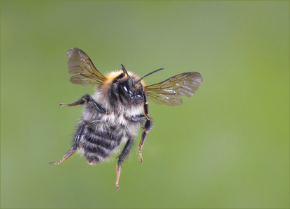 Common Carder Bee In Flight No'2