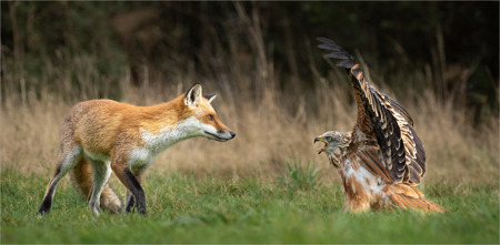 INQUISITIVE FOX STARTLES RED KITE
