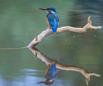 Kingfisher Reflection