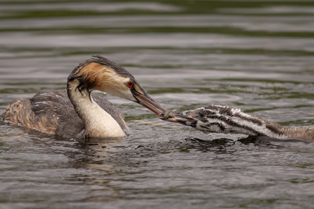 Great Crested Grebe Humbug Feeding Time -3