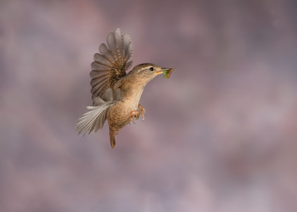 Wren In Flight