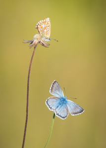 Chalkhill Blues