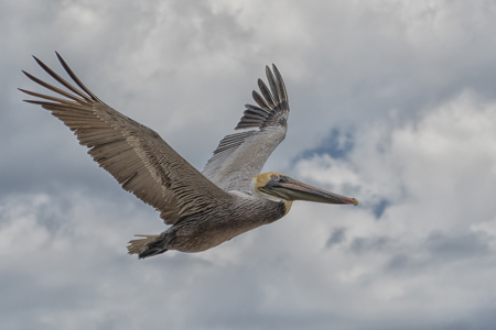 Brown Pelican