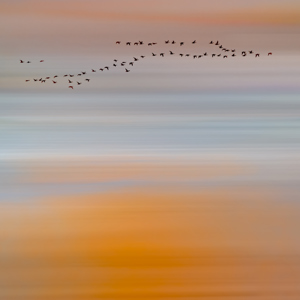 Birds Fly South At Sunset