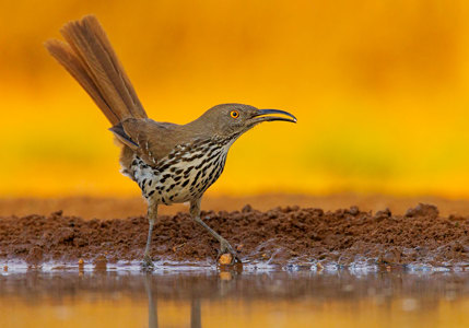 Long-Billed Thrasher At The Waterhole