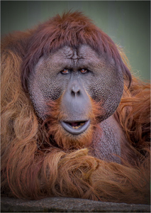 Orangutan Stare