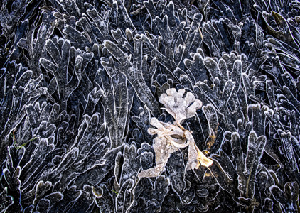 Seaweed And Frost
