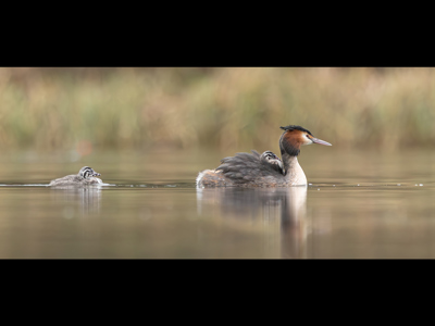 Great Crested Grebe And Chicks