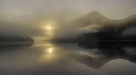Birds In The Morning Mist