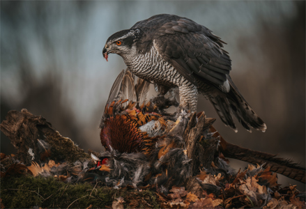 Goshawk On Pheasant