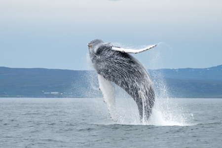 Humback Whale Breaching In Iceland