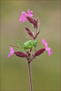 Female Great Green Bush Cricket On Red Campion