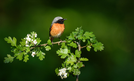 Redstart Inpool Of Light