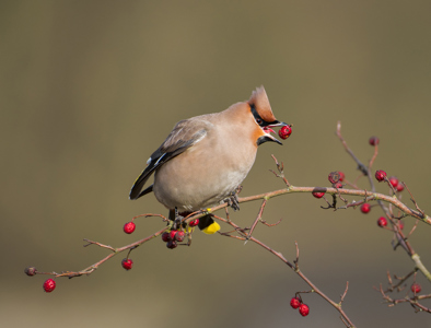 Waxwing Feeding