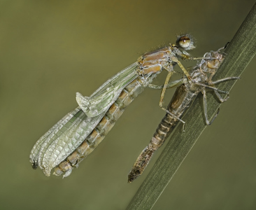Common Blue Emerging