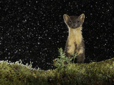 Pine Mrten Getting Wet Saal