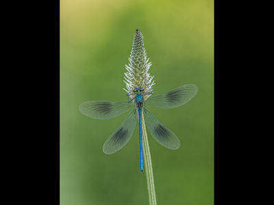 Banded Demoiselle On Weed Head