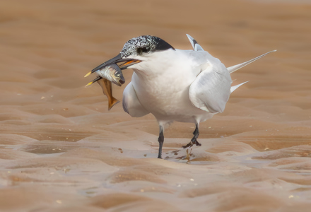 Sandwich Tern With Fish
