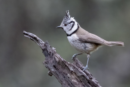 Crested Tit