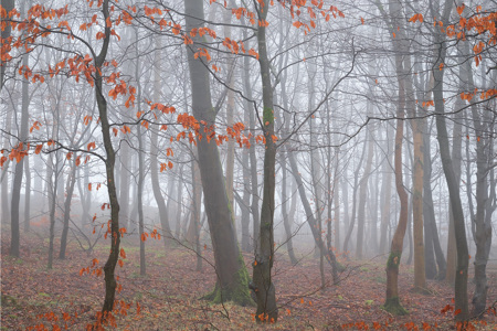 Enchanting In The Mist