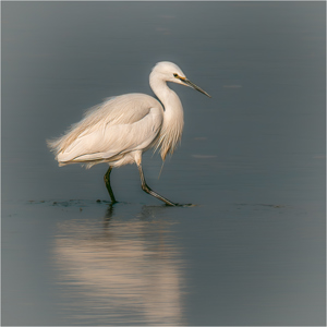 Egrett Lougher Estuary