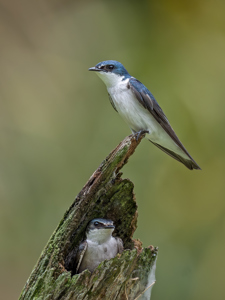 Blue And White Swallows
