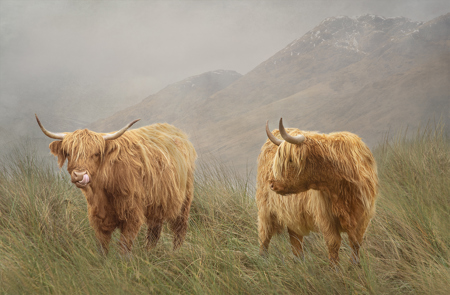 HIGHLAND DUO