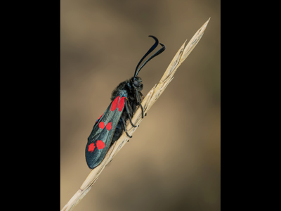 Six Spotted Burnet Moth