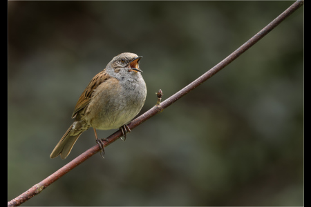 Dunnock Calling