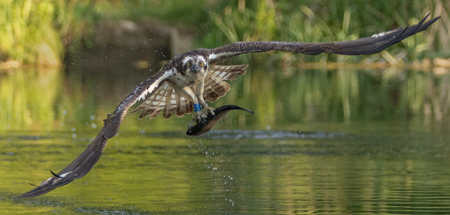 Osprey With Brown Trout
