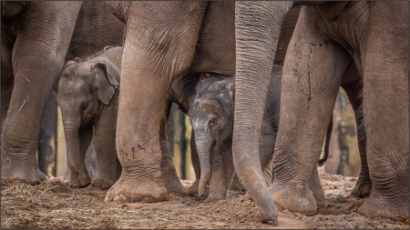 Protecting The Young