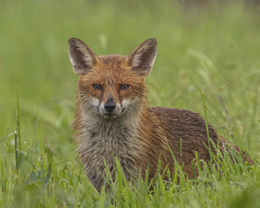Wet Fox