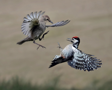 Juvenile Starling And Woodpecker