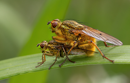 Dung Flies Mating