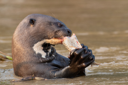 Giant River Otter With Catch