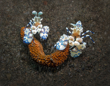 Harlequin Shrimp With Starfish Leg