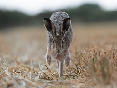Running Hare