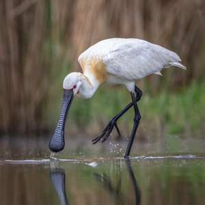 Spoonbill Feeding