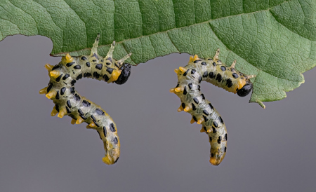 Sawfly Larvae