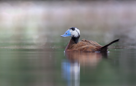 White Headed Duck