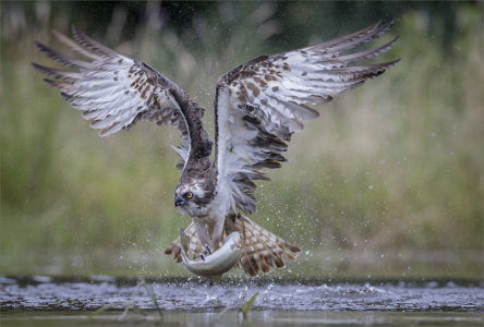 Osprey Fishing